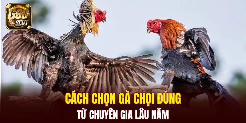 Cách chọn gà chọi đúng từ chuyên gia lâu năm