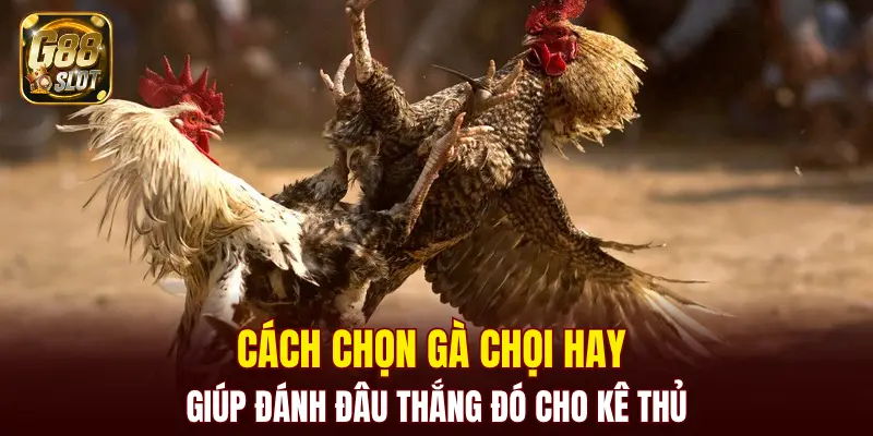 cách chọn gà chọi hay