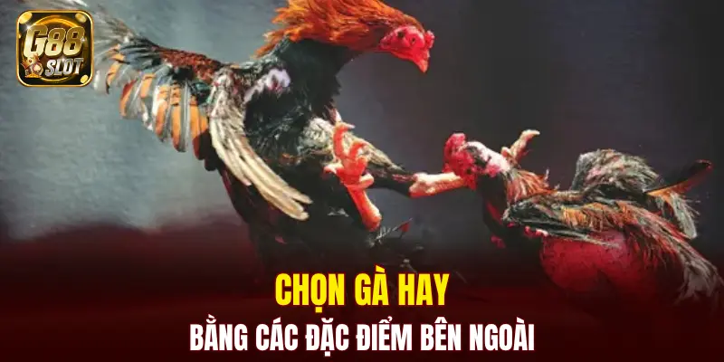 Chọn gà hay bằng các đặc điểm bên ngoài