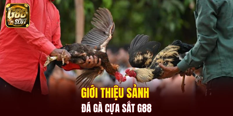 Giới thiệu sảnh đá gà cựa sắt G88