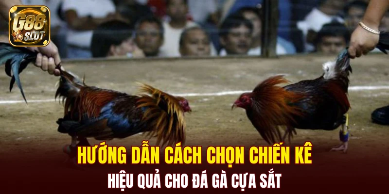 Hướng dẫn cách chọn chiến kê hiệu quả cho đá gà cựa sắt