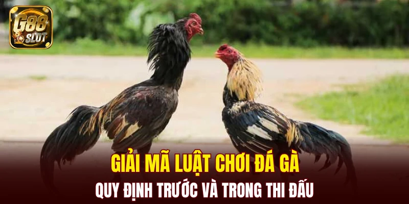 luật chơi đá gà
