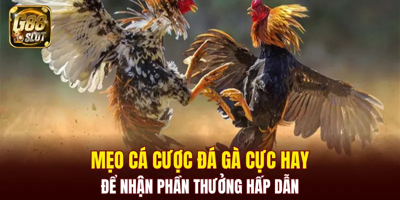 Mẹo cá cược đá gà cực hay để nhận phần thưởng hấp dẫn