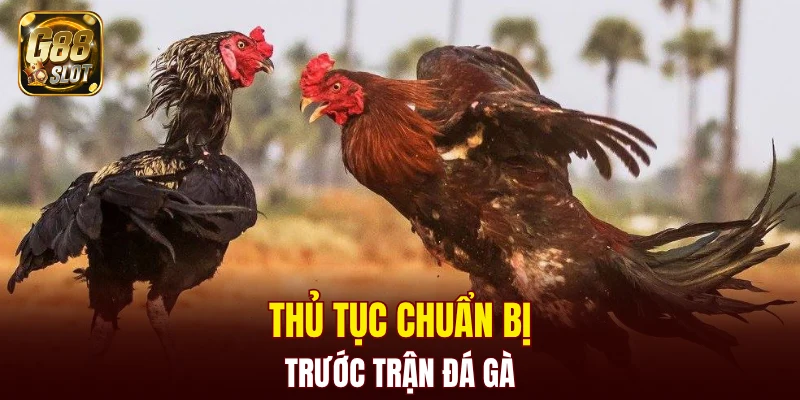 Thủ tục chuẩn bị trước trận đá gà