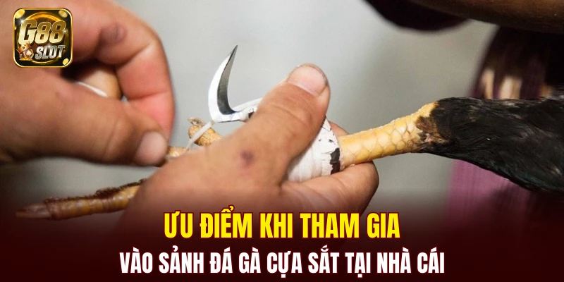 Ưu điểm khi tham gia vào sảnh đá gà cựa sắt tại nhà cái
