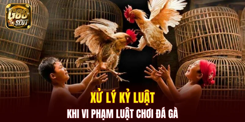 Xử lý kỷ luật khi vi phạm luật chơi đá gà